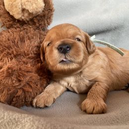 Goldendoodle Puppies from Simply Mini Goldendoodles