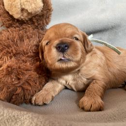 Goldendoodle Puppies from Simply Mini Goldendoodles