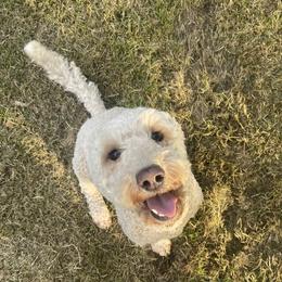 Ruby rose - Australian Labradoodle