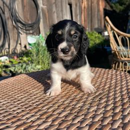 Colby Jack - Piebald male Dachshund puppy in Rogue River, Oregon from Bear Feet Dachshunds
