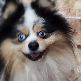 Pomeranian Puppies from La Belle Pomeranians