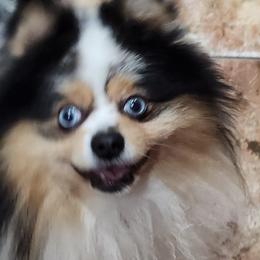 Pomeranian Puppies from La Belle Pomeranians