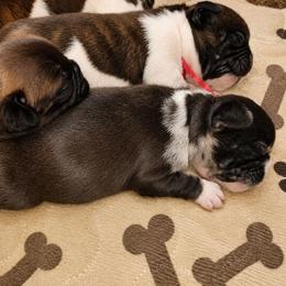 Girl 1 - Brindle and white female French Bulldog puppy in Cleveland, Ohio from Pleasant Valley French Bulldogs