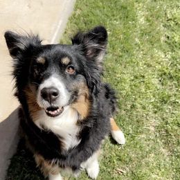 Nova - Miniature Australian Shepherd