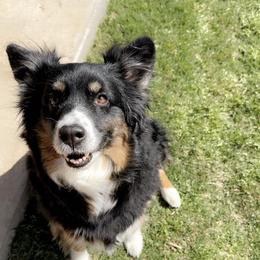 Nova - Miniature Australian Shepherd