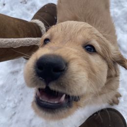 Golden Retriever Puppies from Gold 'N Dust Ranch