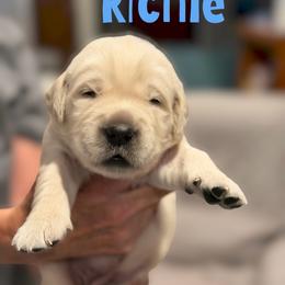 Richie 3800 - Light golden male Golden Retriever puppy in Peoria, Arizona from Westwing Retrievers