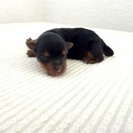 Girl 1 - Black and tan female Yorkshire Terrier puppy in Carencro, Louisiana from Ledet’s Yorkies