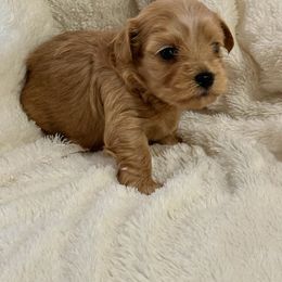 Princess Moana - Red female Havanese puppy in North Richland Hills, Texas from A Royal Havanese Court