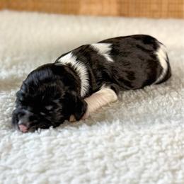 Peppermint - Black female Goldendoodle puppy in Warsaw, Ohio from Lovabledoodles