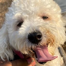 Poodles from Amour Poodles