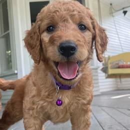 Birch - Apricot male Goldendoodle puppy in Sumner, Washington from Little Acre Doodles