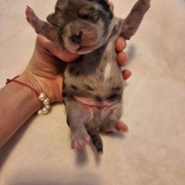 Hugo - Blue merle Chihuahua puppy in Haines City, Florida from Kassafina Kennel