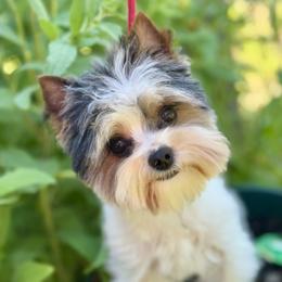 Ernie - Black tan and white male Biewer Terrier puppy in New Smyrna Beach, Florida from FronkLinn Kennel