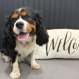 Johnny - Cavalier King Charles Spaniel