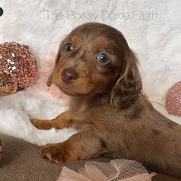 Dachshund and Miniature Schnauzer Puppies from The Bossy Doxie Farm
