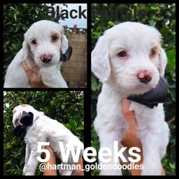 Black - Parti female Goldendoodle puppy in Upland, California from Hartman Goldendoodles