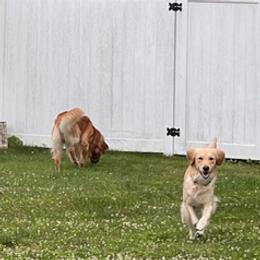 Golden Retrievers from Lin Ranae Goldens