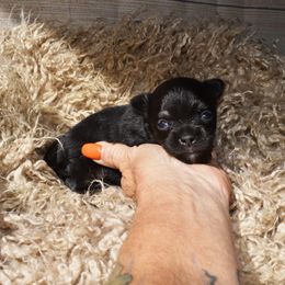 Boy 1 - male Chihuahua puppy in Gloucester, Virginia from Charlotte's Web of Chihuahuas