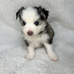 Pomsky All Grown Up from Full Moon Pomskies