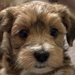 Red and white - Red male Havanese puppy in East Lansing, Michigan from VanCort's Happy Havanese