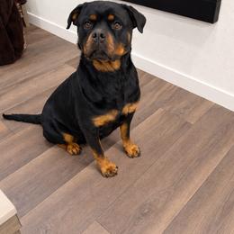 Bella - Black and mahogany female Rottweiler puppy in Denver, Colorado from DR
