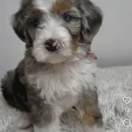 Bernedoodle, Bernese Mountain Dog, and Poodle Puppies from Bubbling Springs Doodles, LLC