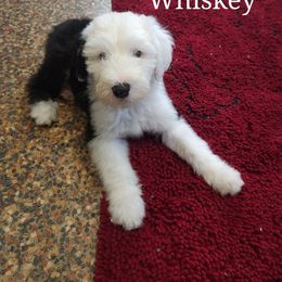 Aussiedoodle, Old English Sheepdog, Poodle, and Sheepadoodle Puppies from Iowa's Doodle Co.