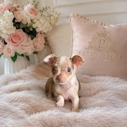 Pixie - Merle female Chihuahua puppy in Ozone Park (Queens), New York from Petite Pups LLC