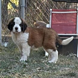 Holly Blue - Red and white female Saint Bernard puppy in Warrensburg, Missouri from Hirt House Saints