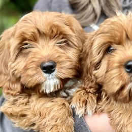 Goldendoodles from Homestead Doodles