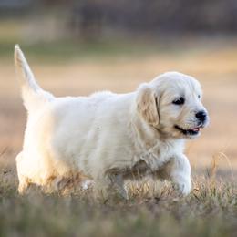 Golden Retriever puppies from Coconut Cream Goldens