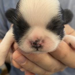 Shih Tzu Puppies from Willow Lane Shih Tzus