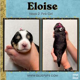 Eloise (Pink girl) - Tri-color female Bernedoodle puppy in Boiling Springs, South Carolina from OlliePups, LLC