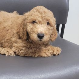 Boy 2 - Red  Goldendoodle puppy in Florida from Adonai's Creation Doodles