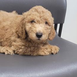 Boy 2 - Red  Goldendoodle puppy in Florida from Adonai's Creation Doodles