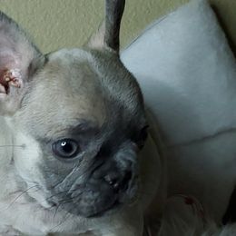 Cinni - Fawn French Bulldog puppy in San Francisco, California from Bossalini French Bulldogs