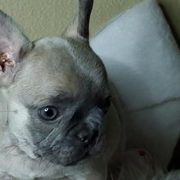 Cinni - Fawn French Bulldog puppy in San Francisco, California from Bossalini French Bulldogs