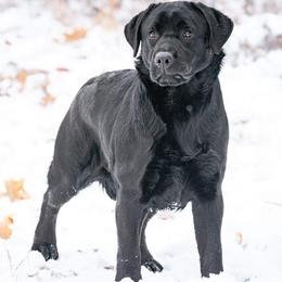 Labrador Retriever puppies from Horseman Hilltop Labradors and Jodee's Frenchies