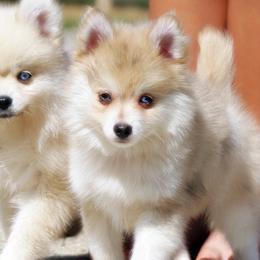 Pomsky, Rottweiler, Shetland Sheepdog, and Toy Shetland Sheepdog Puppies from Mountain High Kennels