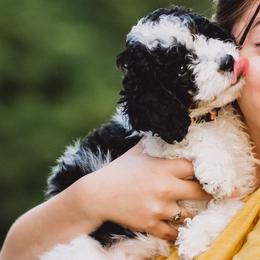 Bernedoodle and Goldendoodle Puppies from Sunkissed Doodles