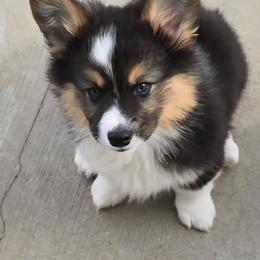 BANDIT - Black and tan male American Corgi puppy in Walker, Iowa from Double K Corgis