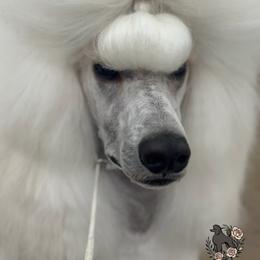 Aero - Poodle