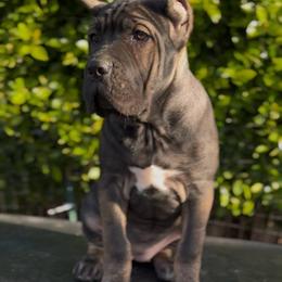 Female 1 - Black female Cane Corso puppy in California from Donato Kennels