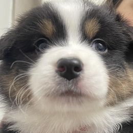 Australian Shepherds from Aussies Lunay