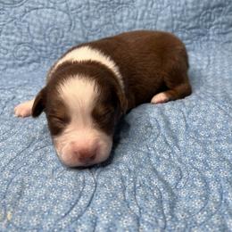 Flint - Red tri-color male Australian Shepherd puppy in Olivehurst, California from Double M Aussies