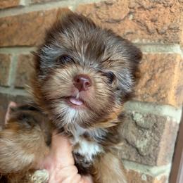 Amaya - Chocolate, tan and white female Yorkshire Terrier puppy in Georgia from Berggipfel Yorkies