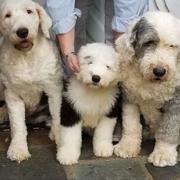 Old English Sheepdog Puppies from Phoenix Old English Sheepdogs