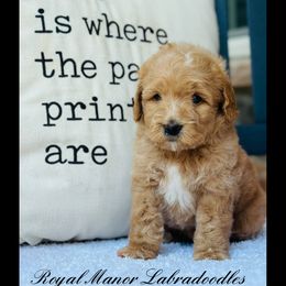 Girl 3 - Apricot female Australian Labradoodle puppy in Florence, New Jersey from Royal Manor Labradoodles