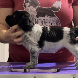 Sprout - Schapendoes puppy in North Carolina from Wild Clover Schapendoes